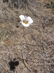 Calochortus bruneaunis