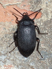 Penthe pimelia