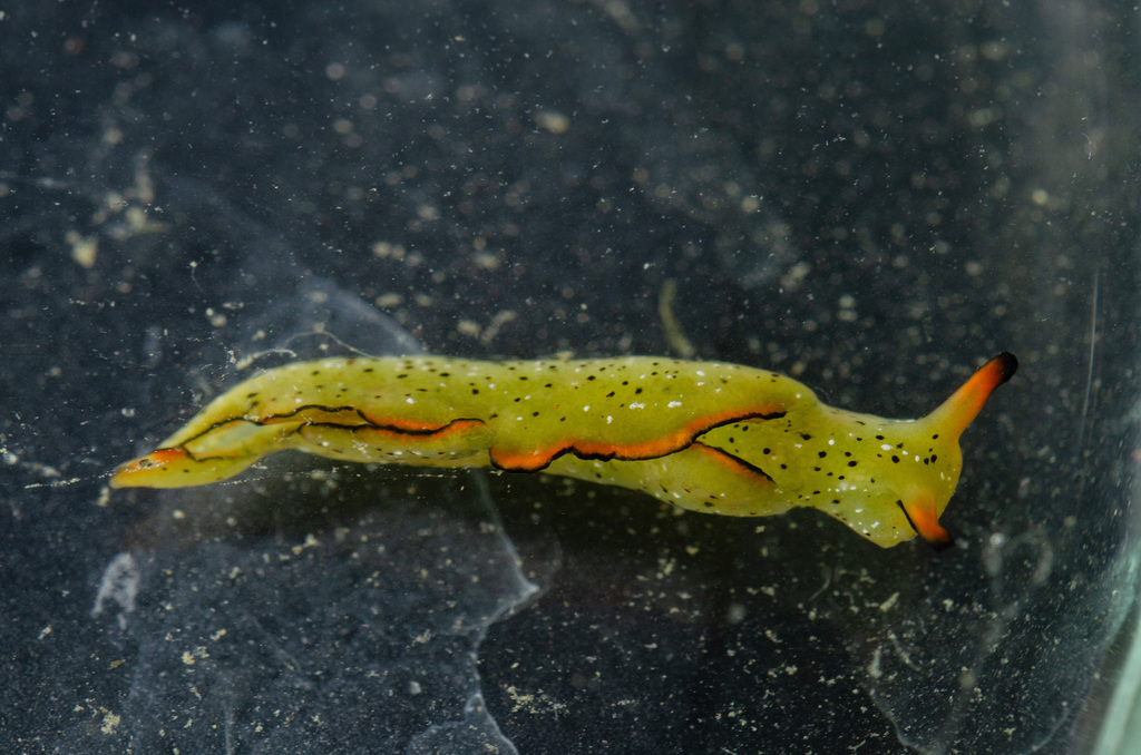 Lettuce slug