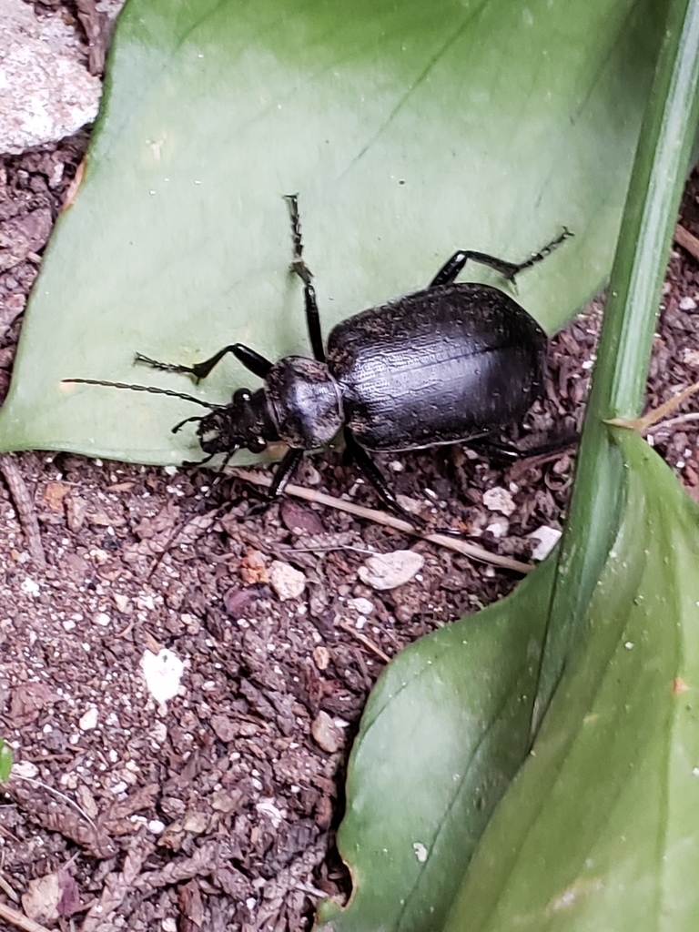 Calosoma olivieri