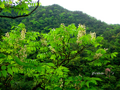 Bretschneidera sinensis