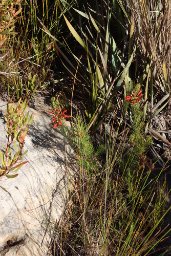 Image of Erica grandiflora by (c) Tony Rebelo, some rights reserved (CC BY-SA)