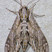 Sage Sphinx - Photo (c) David G. Barker, some rights reserved (CC BY-NC), uploaded by David G. Barker