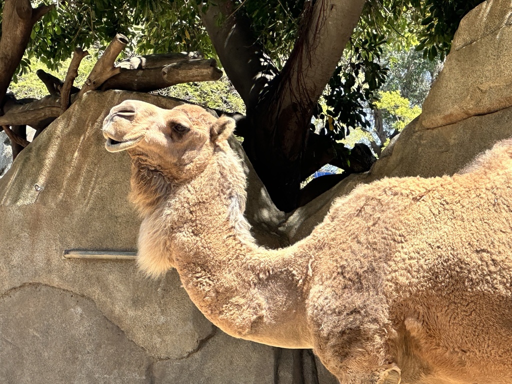 Dromedary Camel from San Diego Zoo, San Diego, CA, US on May 14, 2024 ...