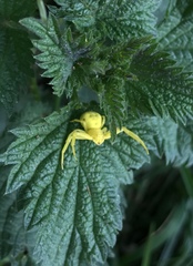 Misumena vatia