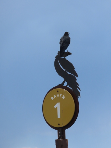 Common Raven photographed in Arizona