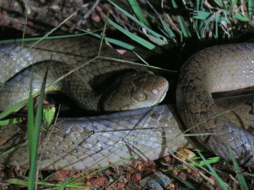 Brown Tree Snake sighting