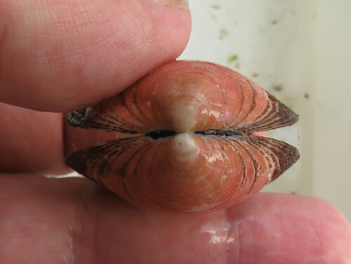 European Bittersweet Clam