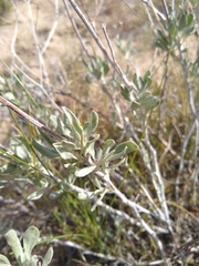 Eriogonum nummulare