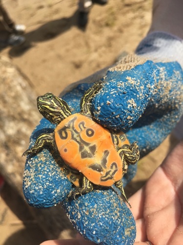 Northern Red-bellied Cooter