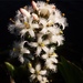 Menyanthes trifoliata - Photo (c) knol69,  זכויות יוצרים חלקיות (CC BY-NC)