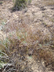 Eriogonum nummulare