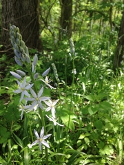 Camassia scilloides