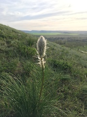 Asphodeline taurica