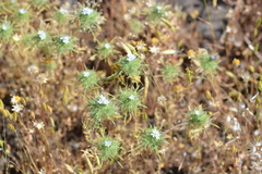 Navarretia tagetina