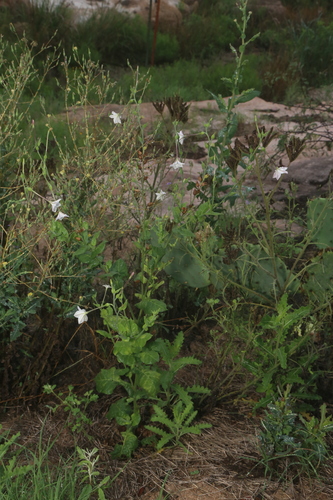 Image of Nicotiana repanda by (c) Reid Hardin, some rights reserved (CC BY)