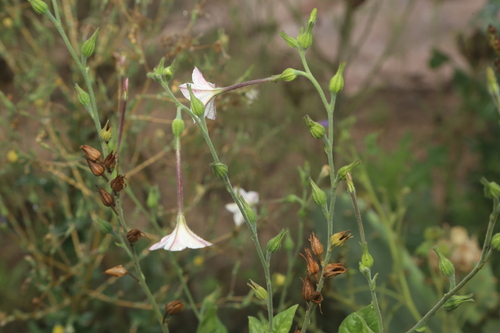 Image of Nicotiana repanda by (c) Reid Hardin, some rights reserved (CC BY)