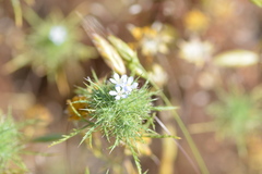 Navarretia tagetina