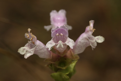 Image of Brazoria enquistii by (c) Reid Hardin, some rights reserved (CC BY)