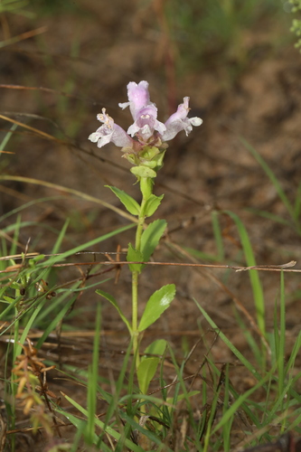 Image of Brazoria enquistii by (c) Reid Hardin, some rights reserved (CC BY)