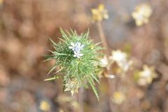 Navarretia tagetina