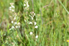 Odontostomum hartwegii