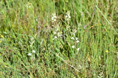 Odontostomum hartwegii