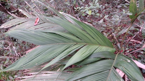 Monkeytail Shadowpalm (Geonoma interrupta)