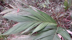 Geonoma interrupta