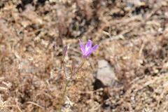 Brodiaea sierrae