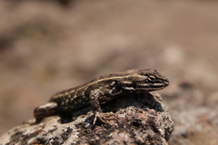 Sceloporus bicanthalis