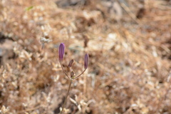 Brodiaea sierrae