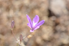 Brodiaea sierrae