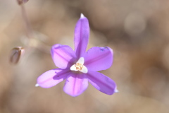 Brodiaea sierrae