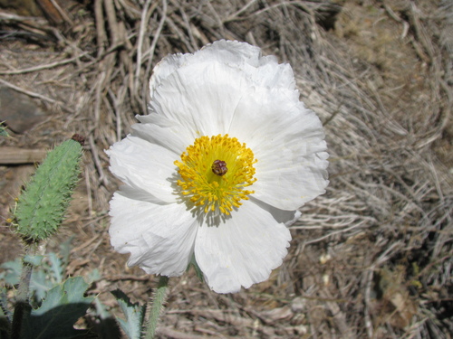 Flat-bud Prickly Poppy