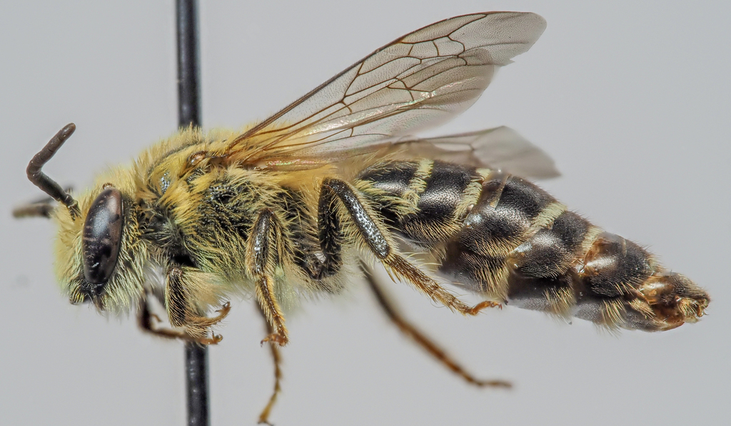 Colletes francesae
