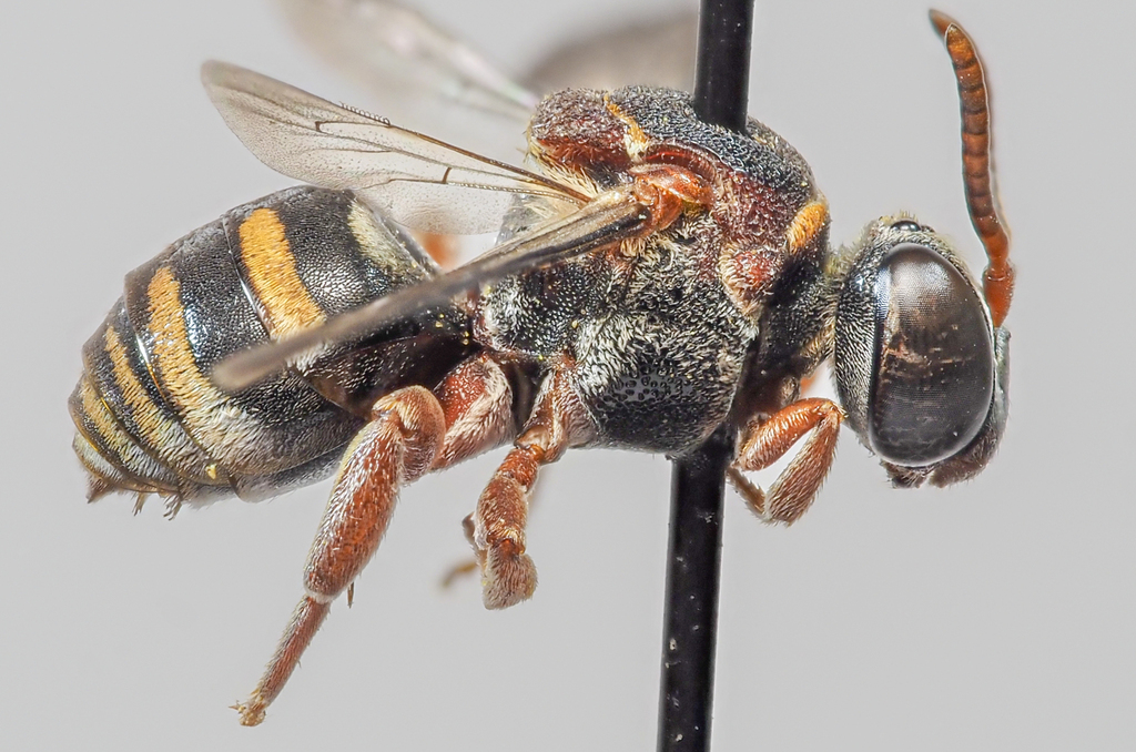Epeolus deyrupi