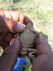 Phrynosoma taurus