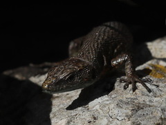 Algyroides nigropunctatus