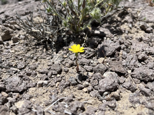 Torrey's desertdandelion (Malacothrix torreyi)