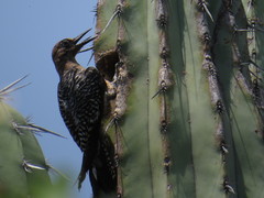 Melanerpes hypopolius