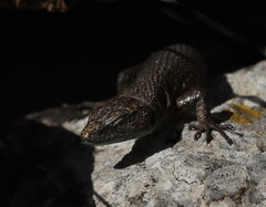 Algyroides nigropunctatus