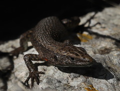 Algyroides nigropunctatus