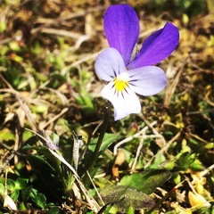 Viola tricolor curtisii