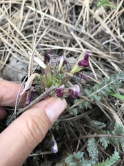 Pedicularis centranthera