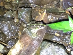 Pelophylax fukienensis