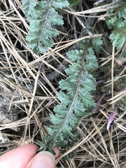 Pedicularis centranthera