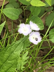 Phacelia purshii