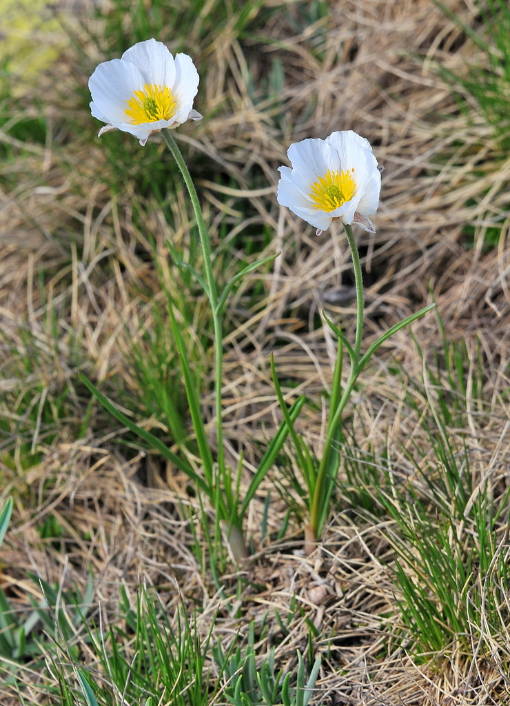 Ranúnculo de los Pirineos