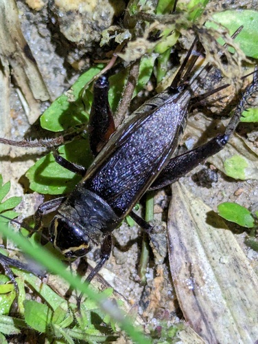 Teleogryllus occipitalis